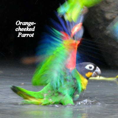 Orange-cheeked Parrot